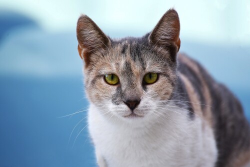 cats2 0373