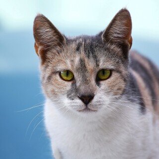 cats2_0373