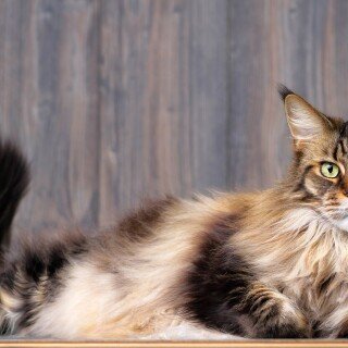 cats2_0374