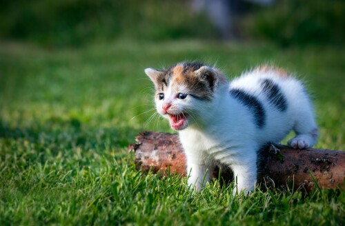cats2 0375