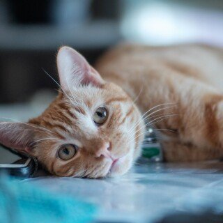 cats2_0380