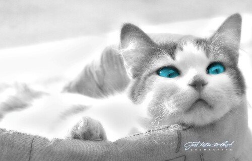 cats2 0388
