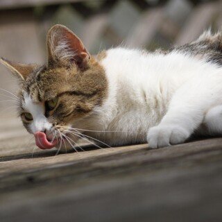 cats2_0392