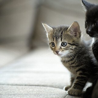 cats2_0394