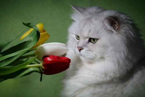 cats2 0407