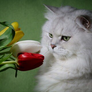 cats2_0407