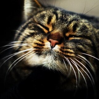 cats2_0413