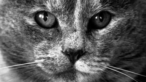 cats2 0422