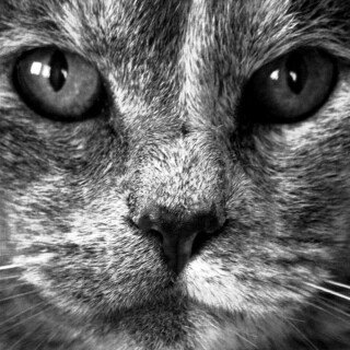 cats2_0422