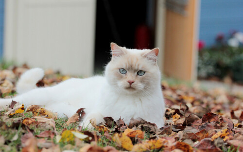cats2 0424