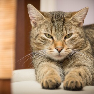 cats2_0427