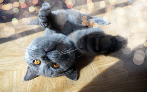 cats2 0430