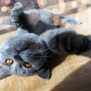 cats2_0430