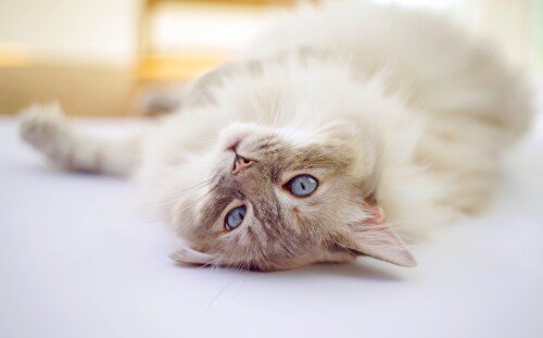 cats2_0432.jpg