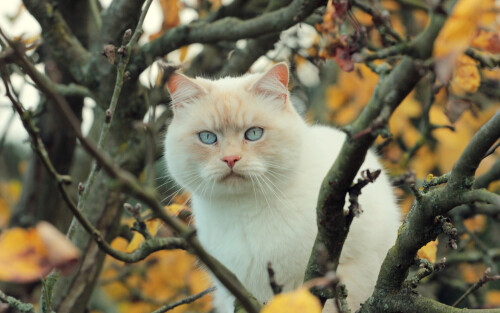 cats2 0433