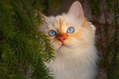 cats2 0438