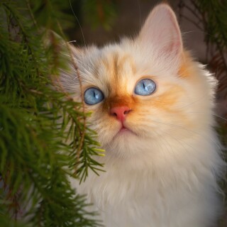cats2_0438