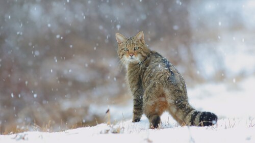 cats2 0439