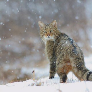 cats2_0439