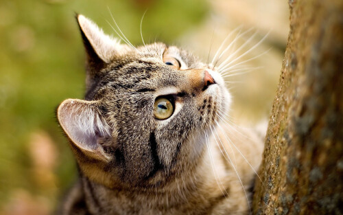 cats2 0443