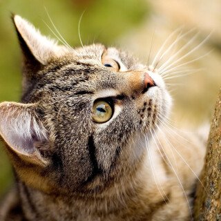 cats2_0443