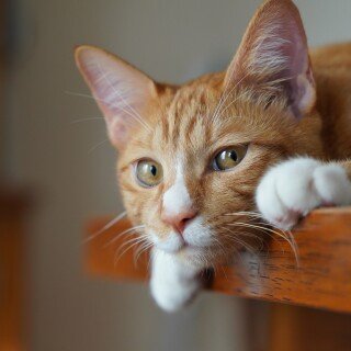cats2_0445