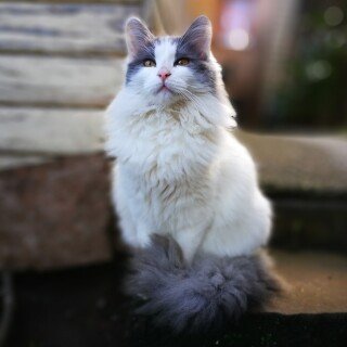 cats2_0449