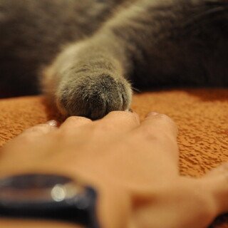 cats2_0450
