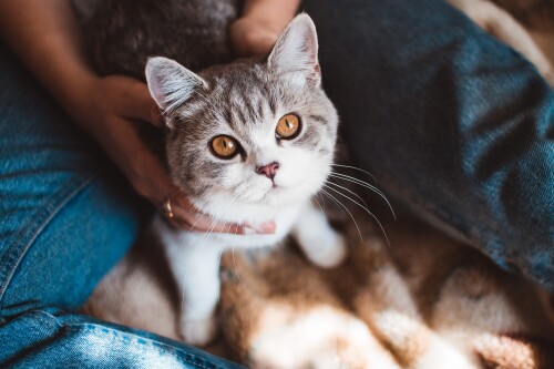 cats2 0451