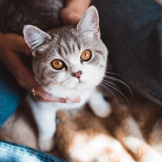 cats2_0451