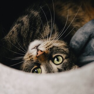 cats2_0460