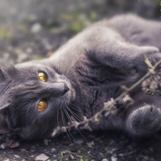 cats2_0463