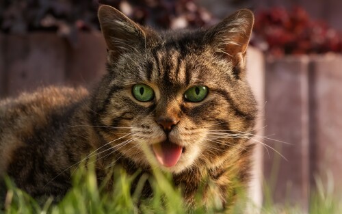 cats2_0465.jpg
