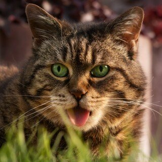 cats2_0465