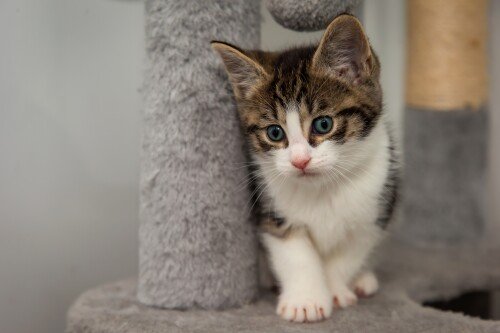 cats2_0472.jpg