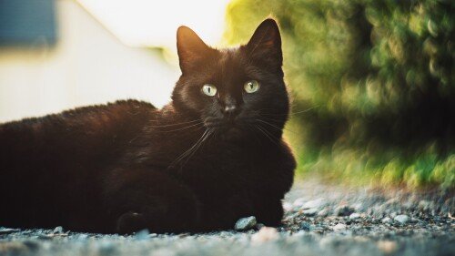 cats2 0474