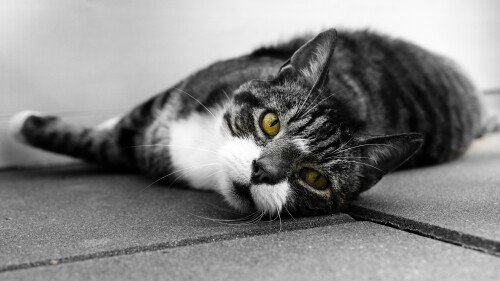 cats2 0475