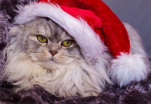 cats2 0478