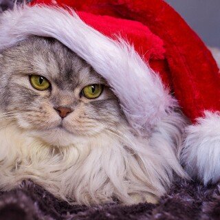 cats2_0478