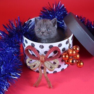 cats2_0482