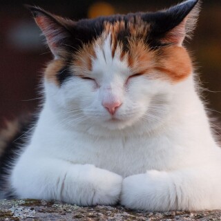 cats2_0484