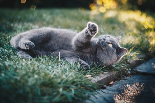 cats2 0489