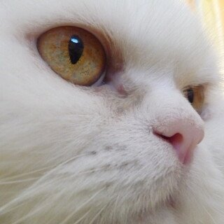 cats2_0497