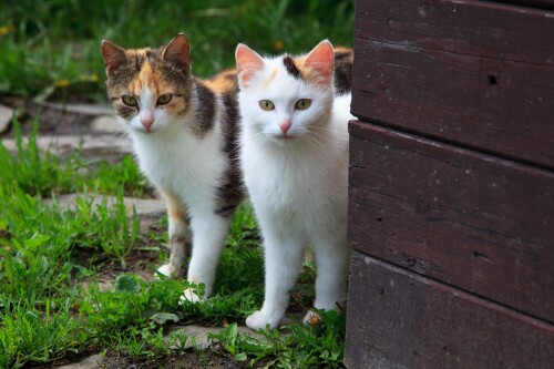 cats2 0500