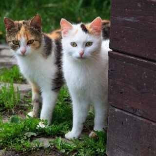 cats2_0500