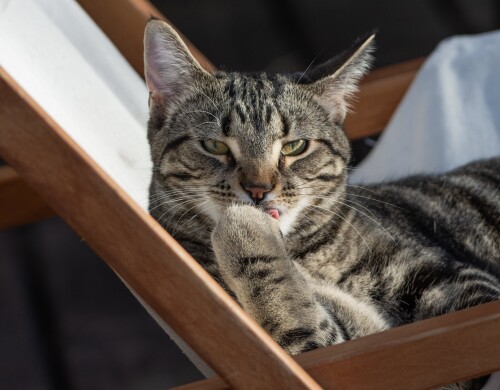 cats2 0504