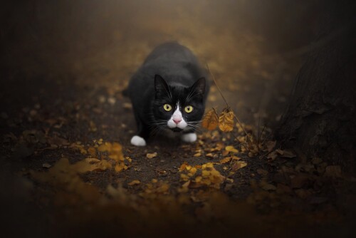 cats2 0507