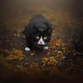 cats2_0507