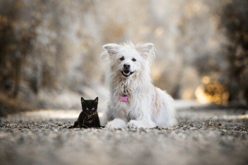 cats2 0518