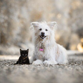cats2_0518
